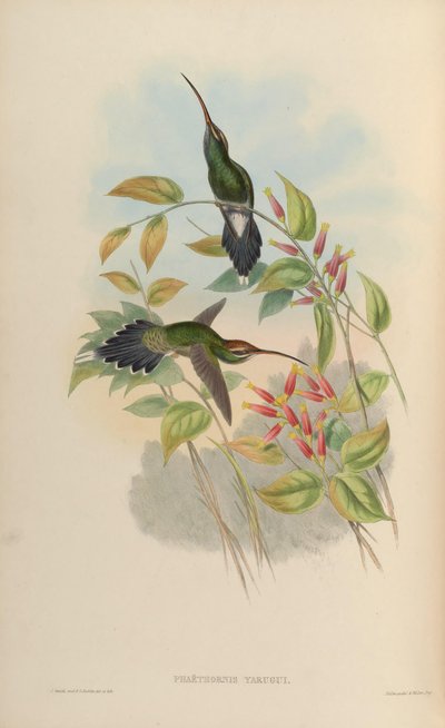 Phaethornis yaruqui - John Gould